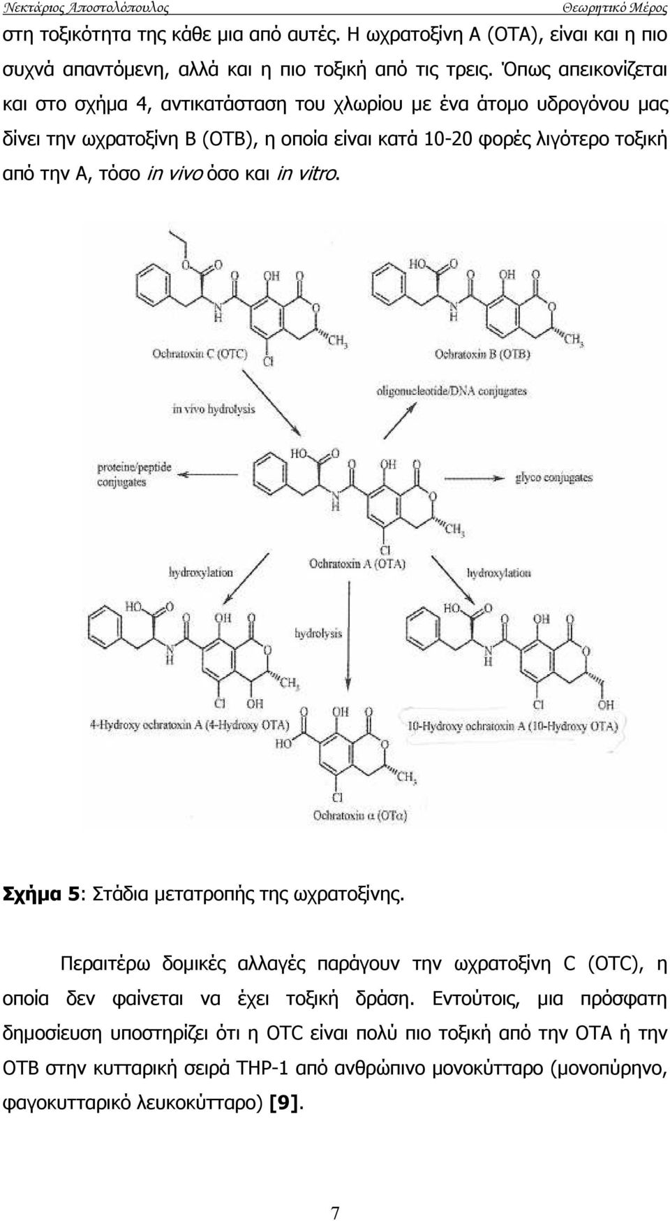 Α, τόσο in vivo όσο και in vitro. Σχήµα 5: Στάδια µετατροπής της ωχρατοξίνης.