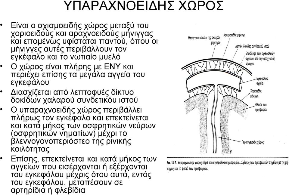 ιστού Ο υπαραχνοειδής χώρος περιβάλλει πλήρως τον εγκέφαλο και επεκτείνεται και κατά μήκος των οσφρητικών νεύρων (οσφρητικών νηματίων) μέχρι το βλεννογονοπεριόστεο της