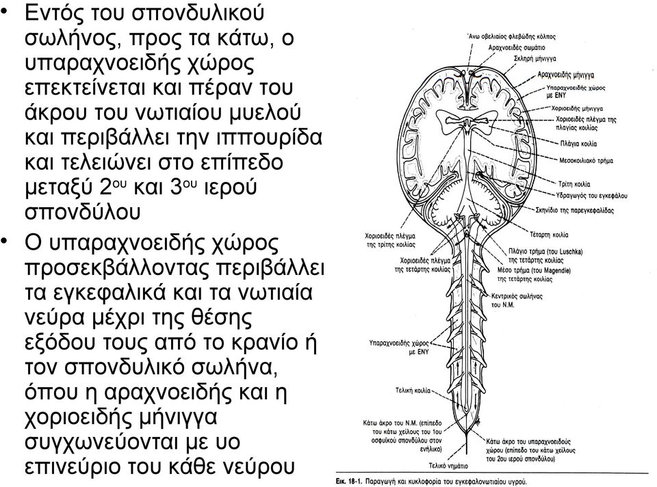 χώρος προσεκβάλλοντας περιβάλλει τα εγκεφαλικά και τα νωτιαία νεύρα μέχρι της θέσης εξόδου τους από το κρανίο ή