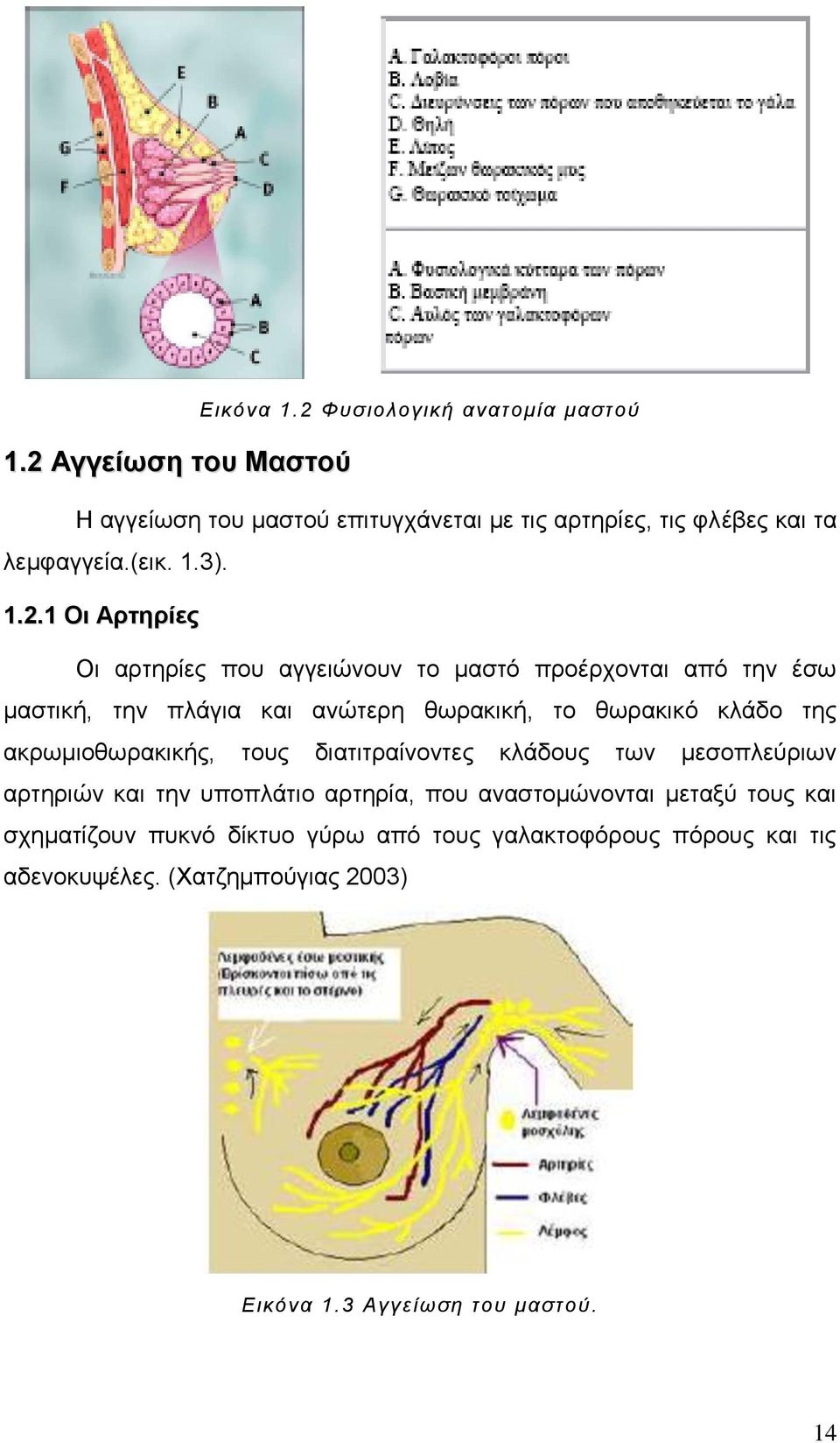 Οι αρτηρίες που αγγειώνουν το μαστό προέρχονται από την έσω μαστική, την πλάγια και ανώτερη θωρακική, το θωρακικό κλάδο της ακρωμιοθωρακικής,