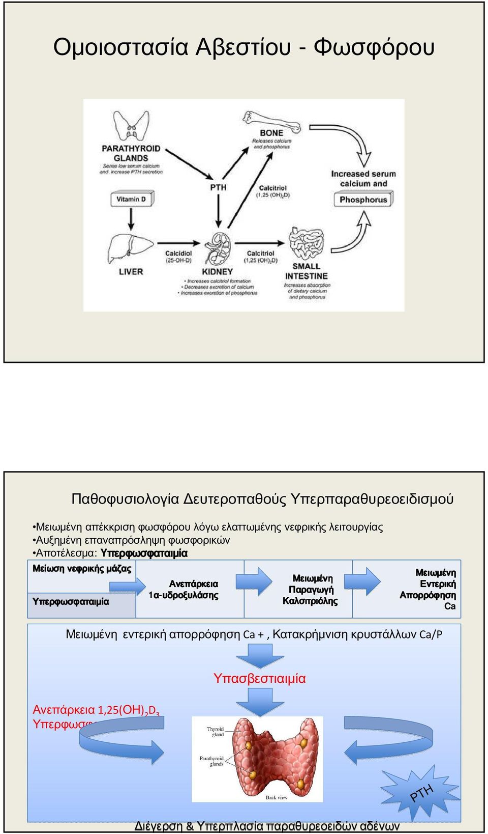 Ανεπάρκεια Παραγωγή 1α-υδροξυλάσης Υπερφωσφαταιμία Καλσιτριόλης Μειωμένη Εντερική Απορρόφηση Ca Μειωμένη εντερική απορρόφηση