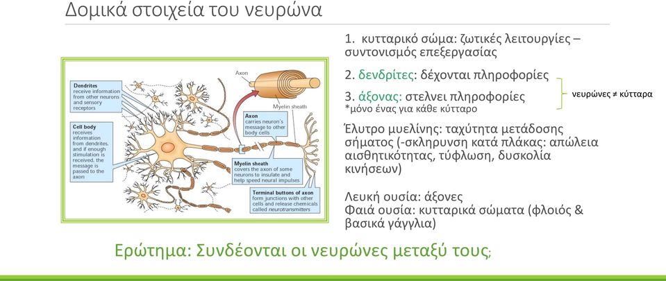 άξονας: στελνει πληροφορίες *μόνο ένας για κάθε κύτταρο Έλυτρο μυελίνης: ταχύτητα μετάδοσης σήματος