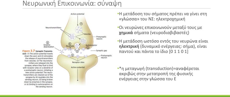 ωστόσο εντός του νευρώνα είναι ηλεκτρική (δυναμικό ενέργειας: σήμα), είναι παντού και πάντα το ίδιο