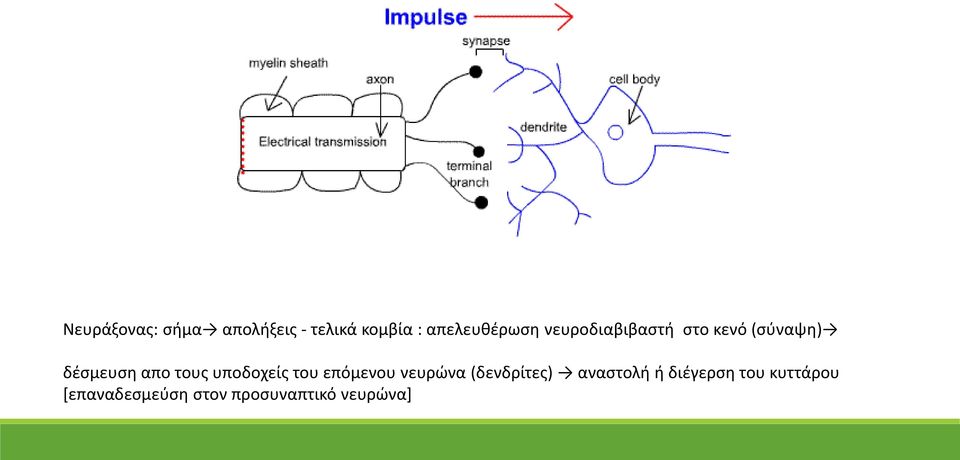 απο τους υποδοχείς του επόμενου νευρώνα (δενδρίτες)