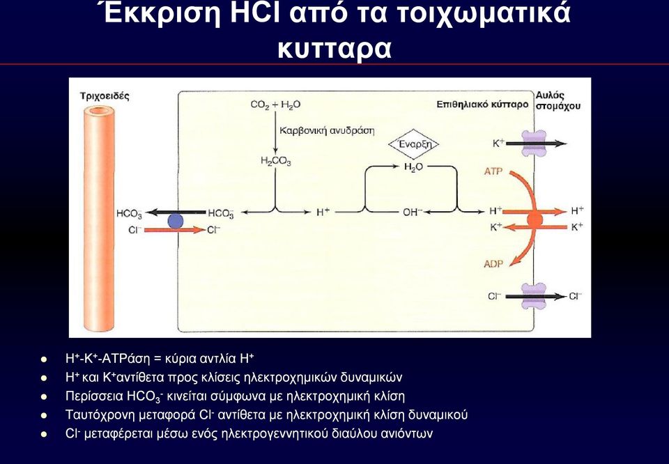 κινείται σύμφωνα με ηλεκτροχημική κλίση Ταυτόχρονη μεταφορά Cl - αντίθετα με