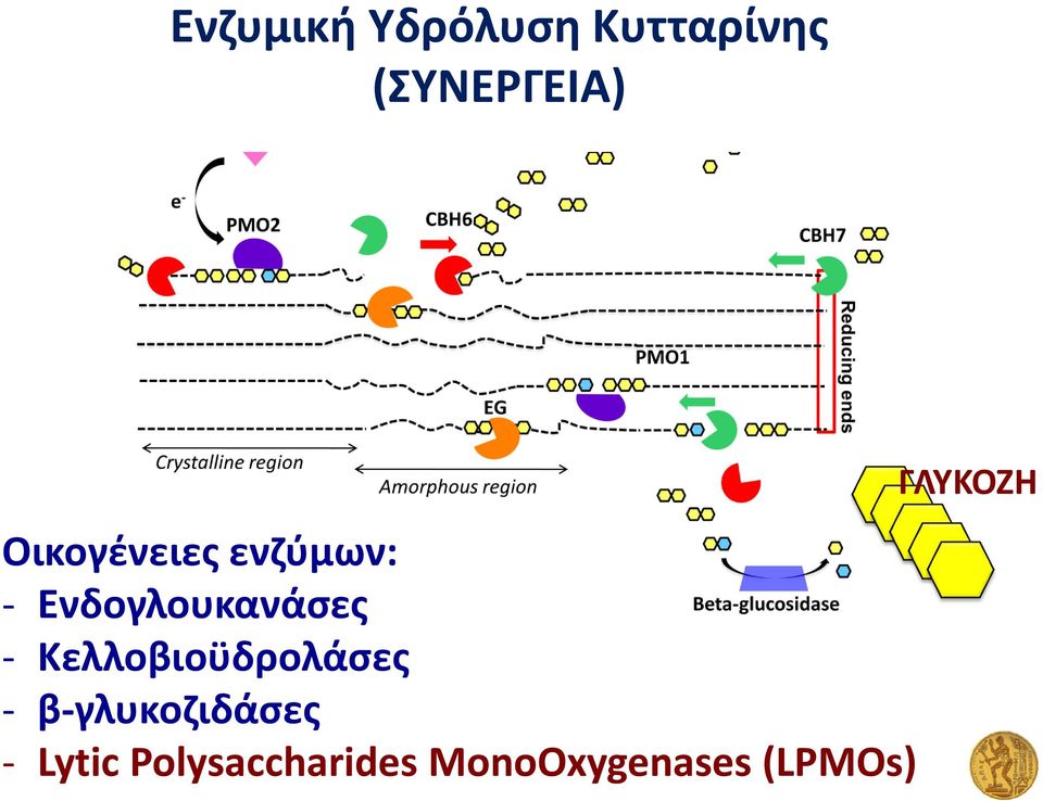 Κελλοβιοϋδρολάσες - β-γλυκοζιδάσες - Lytic