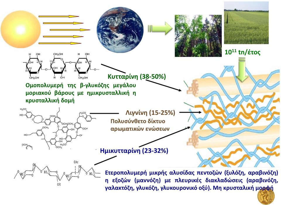 Ημικυτταρίνη (23-32%) Ετεροπολυμερή μικρής αλυσίδας πεντοζών (ξυλόζη, αραβινόζη) η εξοζών