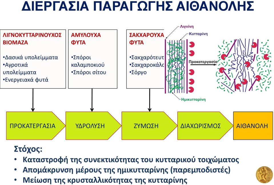 Σακχαροκάλαμο Σόργο ΠΡΟΚΑΤΕΡΓΑΣΙΑ ΥΔΡΟΛΥΣΗ ΖΥΜΩΣΗ ΔΙΑΧΩΡΙΣΜΟΣ ΑΙΘΑΝΟΛΗ Στόχος: Καταστροφή της