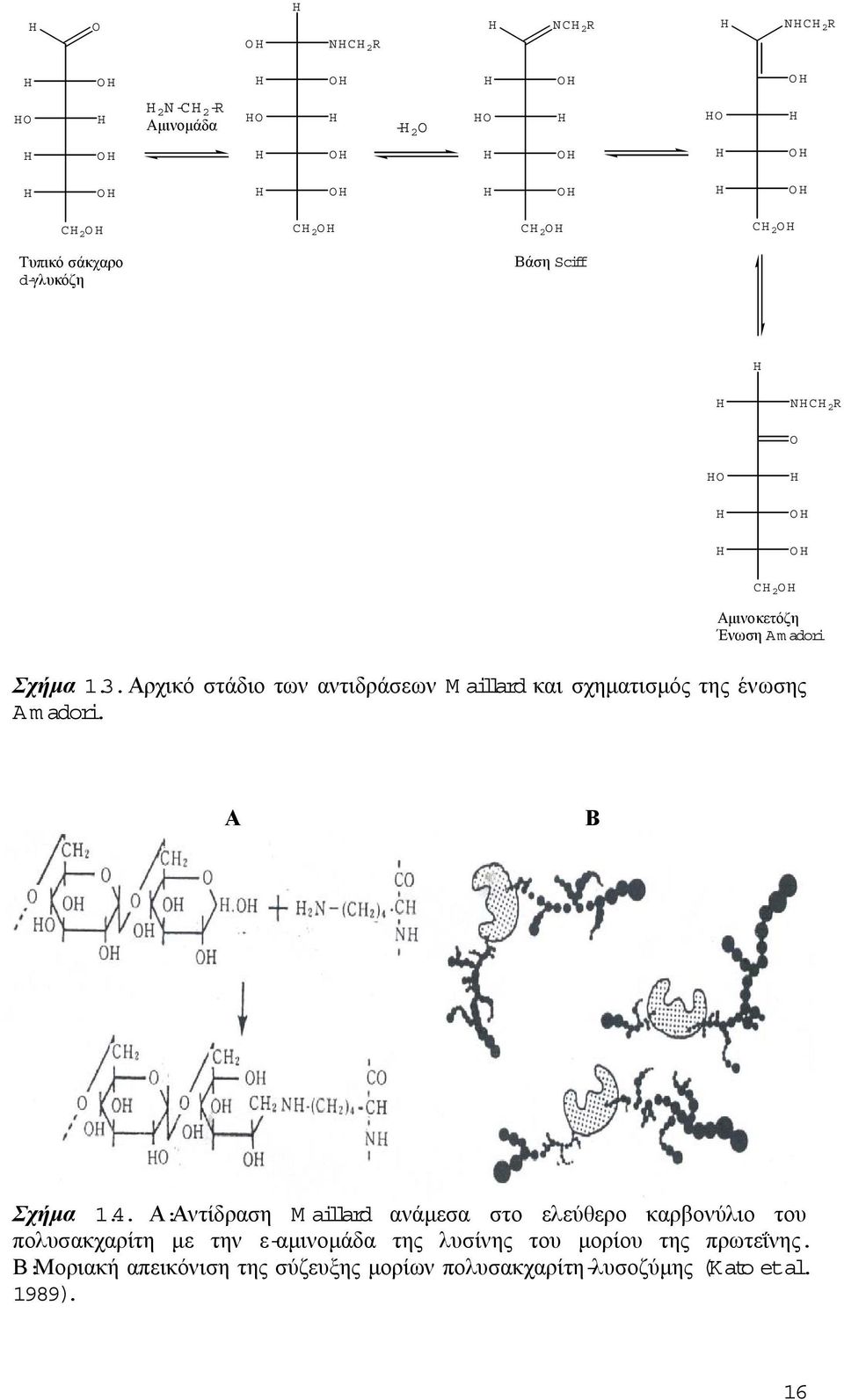 .Αρχικό στάδιο των αντιδράσεων Maillard και σχηµατισµός της ένωσης A m adori. Α Β Σχήµα 1.