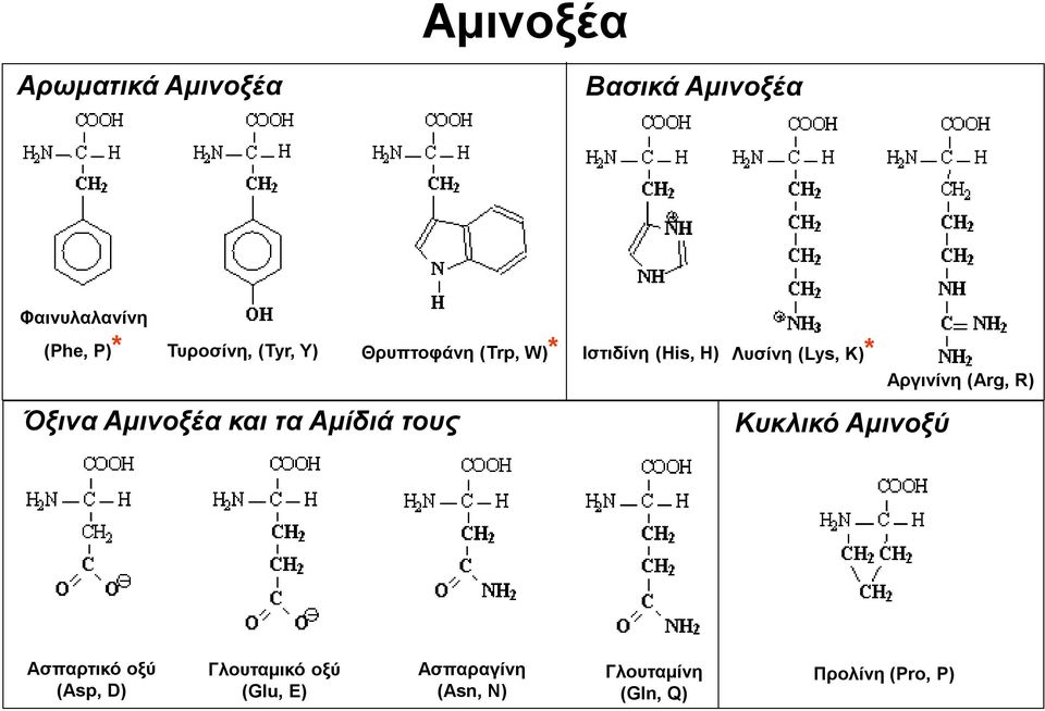 H) Λυσίνη (Lys, K)* Κυκλικό Αμινοξύ Αργινίνη (Arg, R) Ασπαρτικό οξύ (Asp, D)