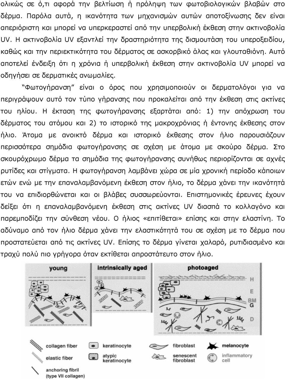 Η ακτινοβολία UV εξαντλεί την δραστηριότητα της δισµουτάση του υπεροξειδίου, καθώς και την περιεκτικότητα του δέρµατος σε ασκορβικό άλας και γλουταθιόνη.