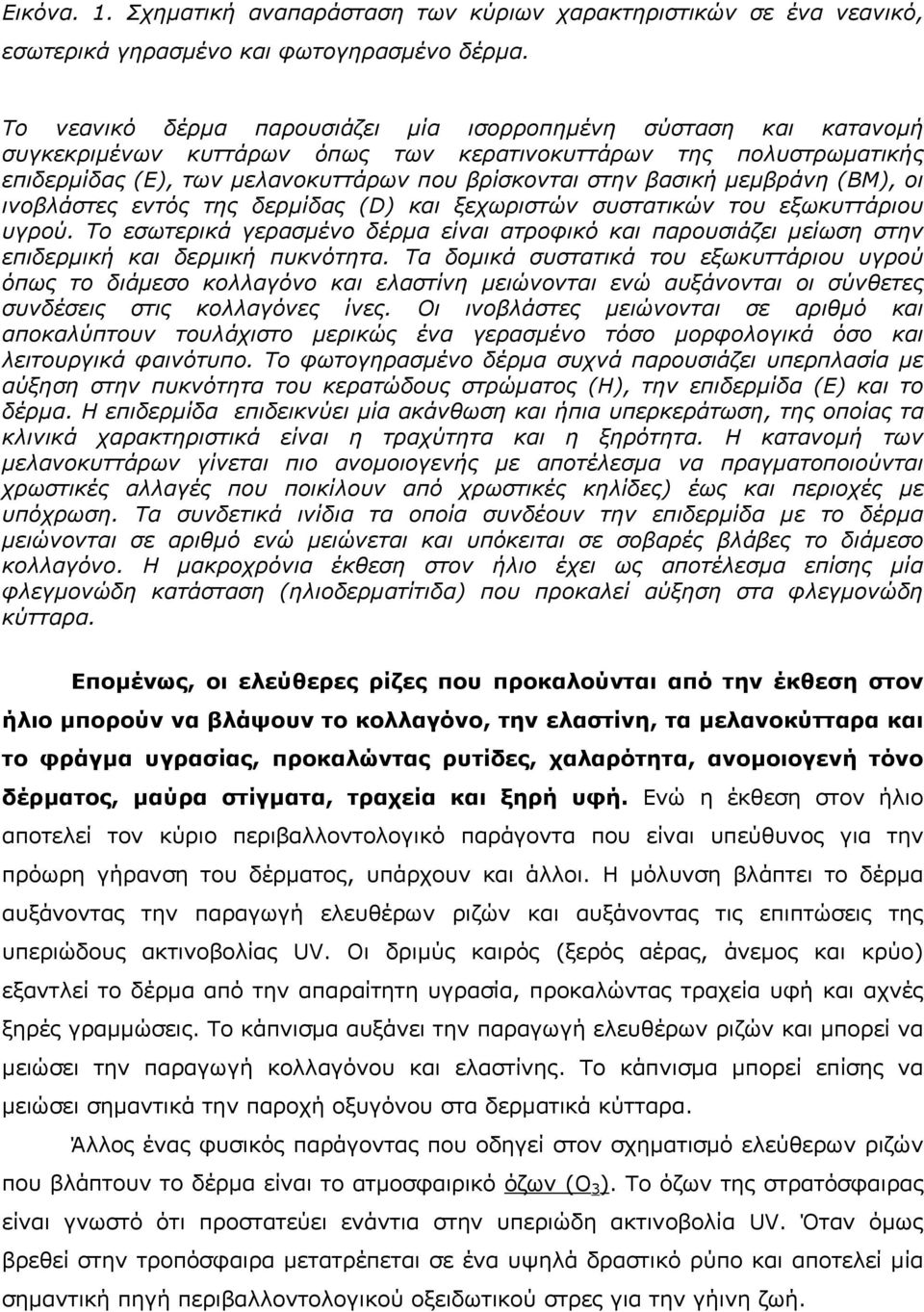 µεµβράνη (BM), οι ινοβλάστες εντός της δερµίδας (D) και ξεχωριστών συστατικών του εξωκυττάριου υγρού.