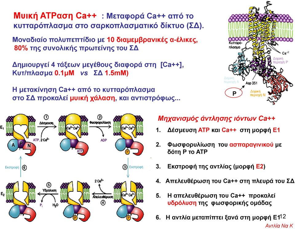 5mM) Η μετακίνηση Ca++ από το κυτταρόπλασμα στο ΣΔ προκαλεί μυική χάλαση, και αντιστρόφως... Ρ Μηχανισμός άντλησης ιόντων Ca++ 1. Δέσμευση ΑΤΡ και Ca++ στη μορφή Ε1 2.