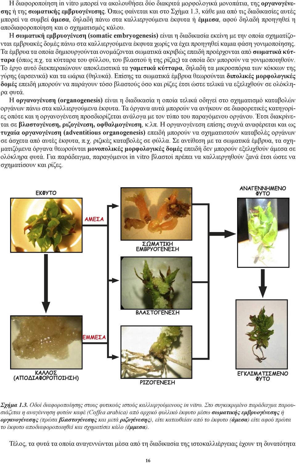 Η σωματική εμβρυογένεση (somatic embryogenesis) είναι η διαδικασία εκείνη με την οποία σχηματίζονται εμβρυακές δομές πάνω στα καλλιεργούμενα έκφυτα χωρίς να έχει προηγηθεί καμια φάση γονιμοποίησης.