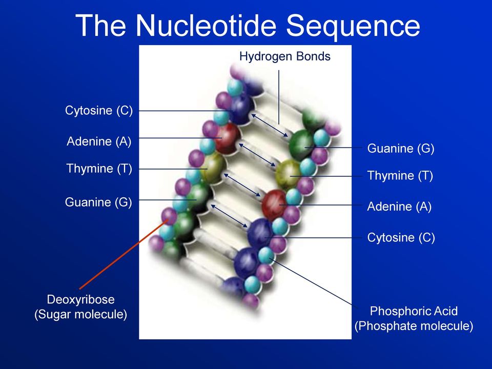 (G) Thymine (T) Adenine (A) Cytosine (C)