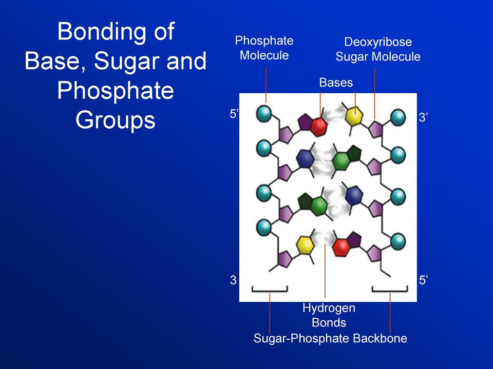 5 Deoxyribose Sugar Molecule Bases