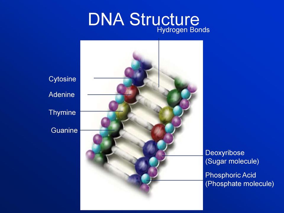 Guanine Deoxyribose (Sugar