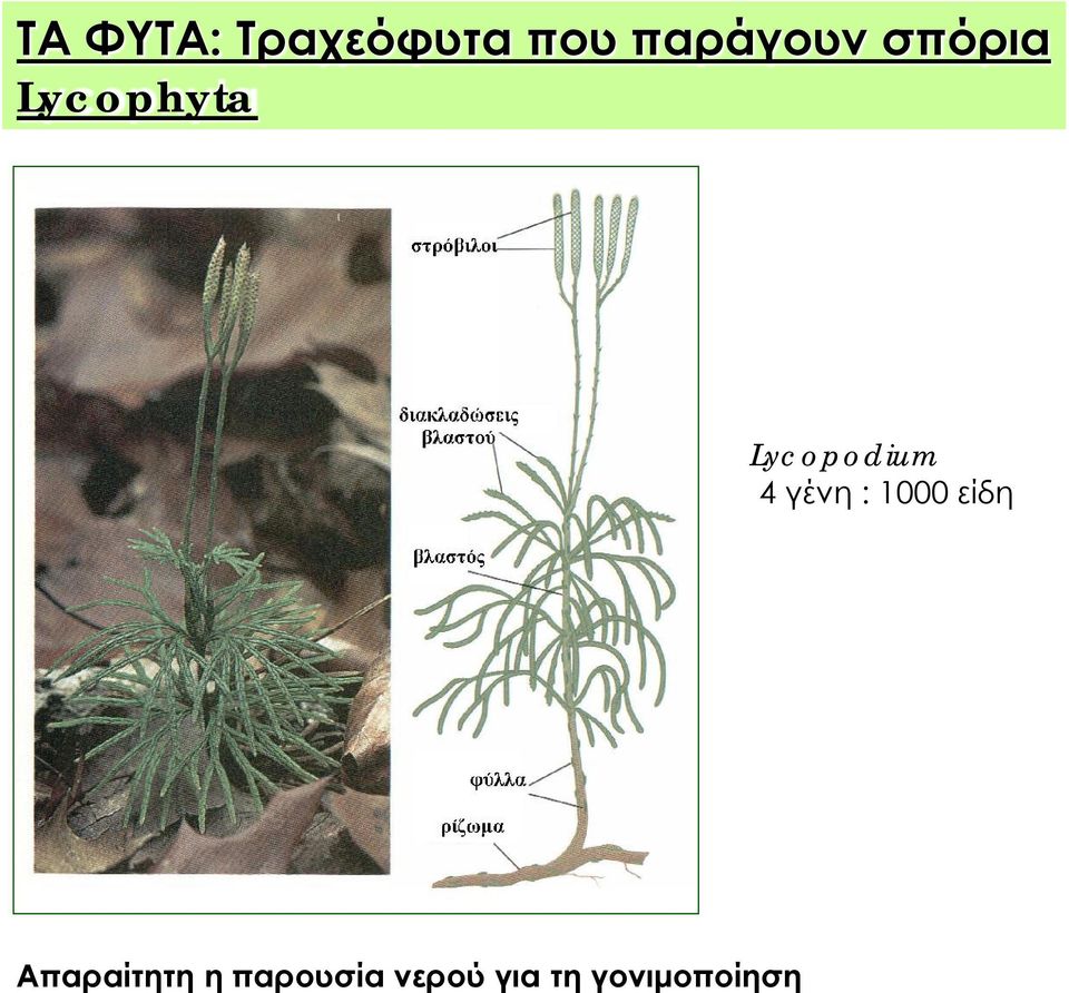 Lycopodium 4 γένη : 1000 είδη