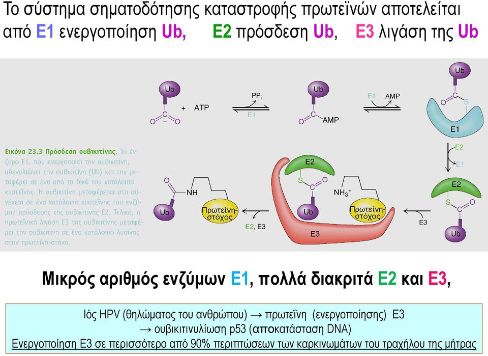 HPV (θηλώματος του ανθρώπου) πρωτεΐνη (ενεργοποίησης) Ε3 ουβικιτινυλίωση p53