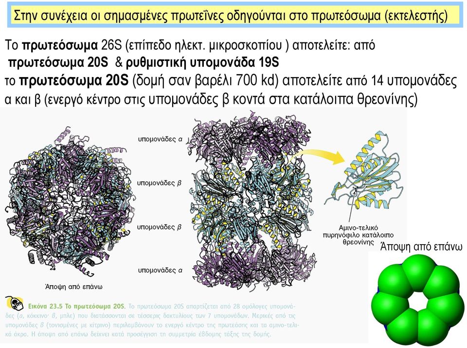 μικροσκοπίου ) αποτελείτε: από πρωτεόσωμα 20S & ρυθμιστική υπομονάδα 19S το