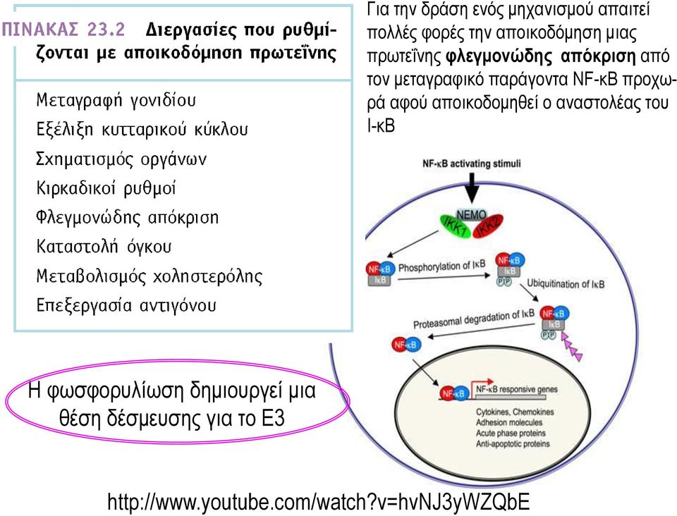 προχωρά αφού αποικοδομηθεί ο αναστολέας του I-κB Η φωσφορυλίωση