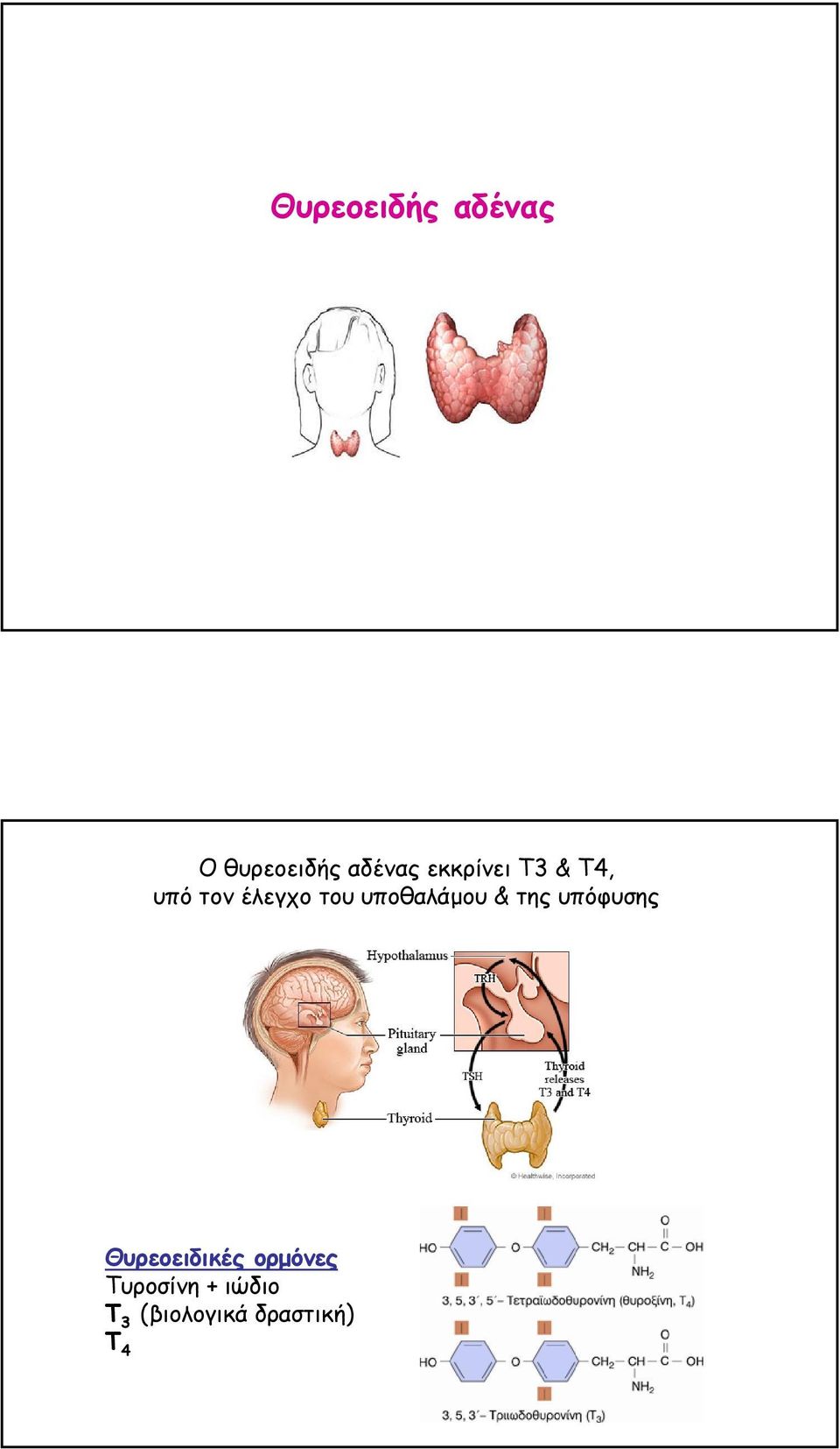 υποθαλάµου & της υπόφυσης Θυρεοειδικές