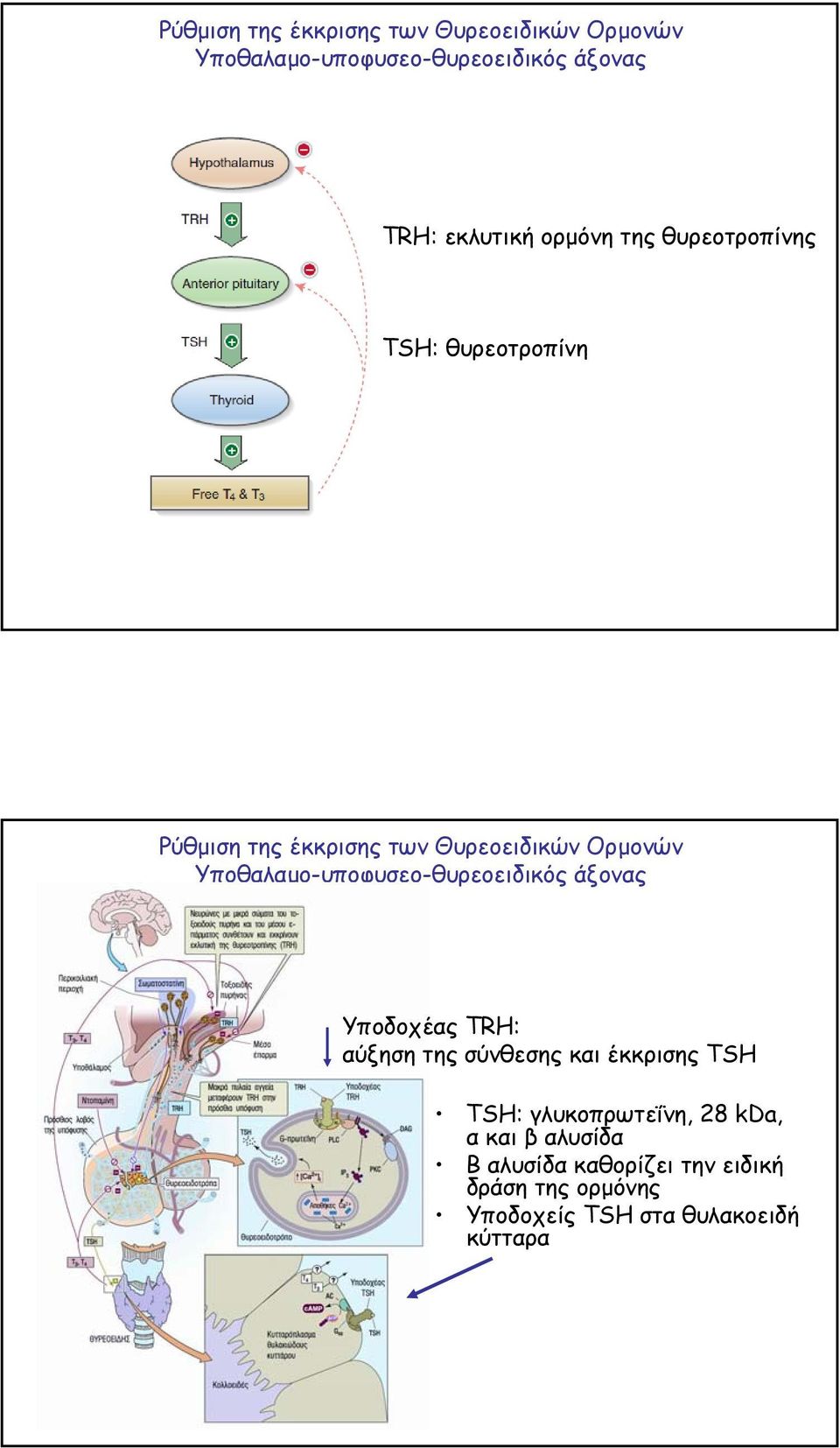 Υποθαλαµο-υποφυσεο-θυρεοειδικός άξονας Υποδοχέας TRH: αύξηση της σύνθεσης και έκκρισης TSH TSH: