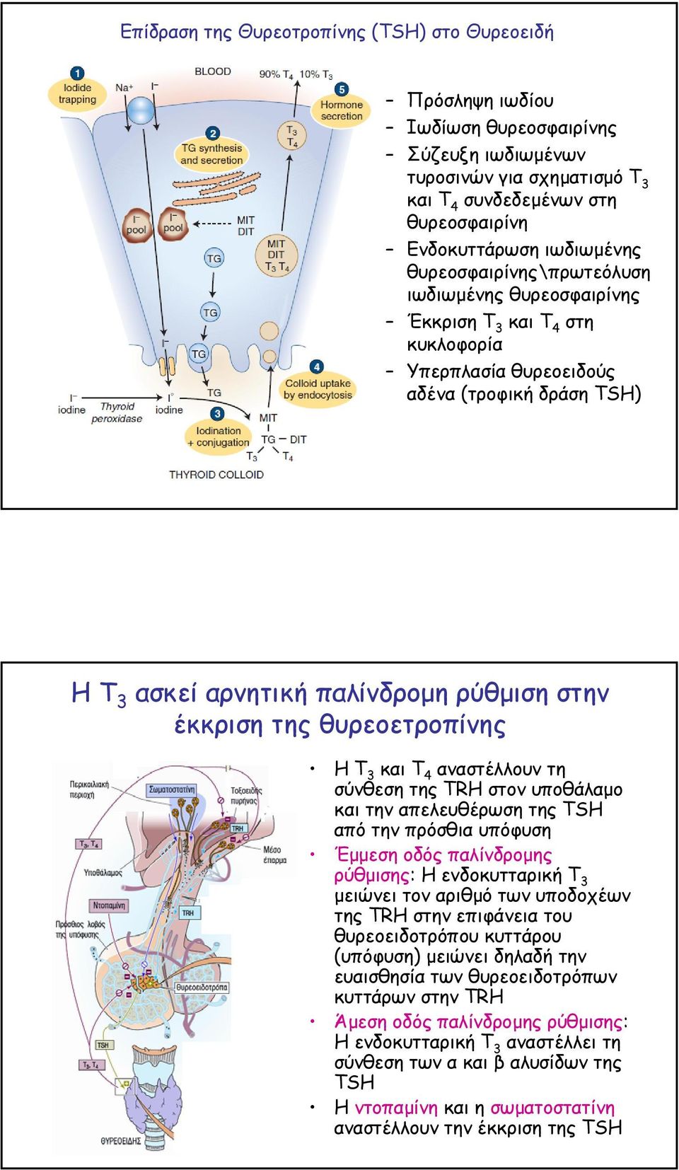 θυρεοετροπίνης ΗΤ 3 και Τ 4 αναστέλλουν τη σύνθεση της TRH στον υποθάλαµο και την απελευθέρωση της TSH από την πρόσθια υπόφυση Έµµεση οδός παλίνδροµης ρύθµισης: Η ενδοκυτταρική Τ 3 µειώνει τον αριθµό