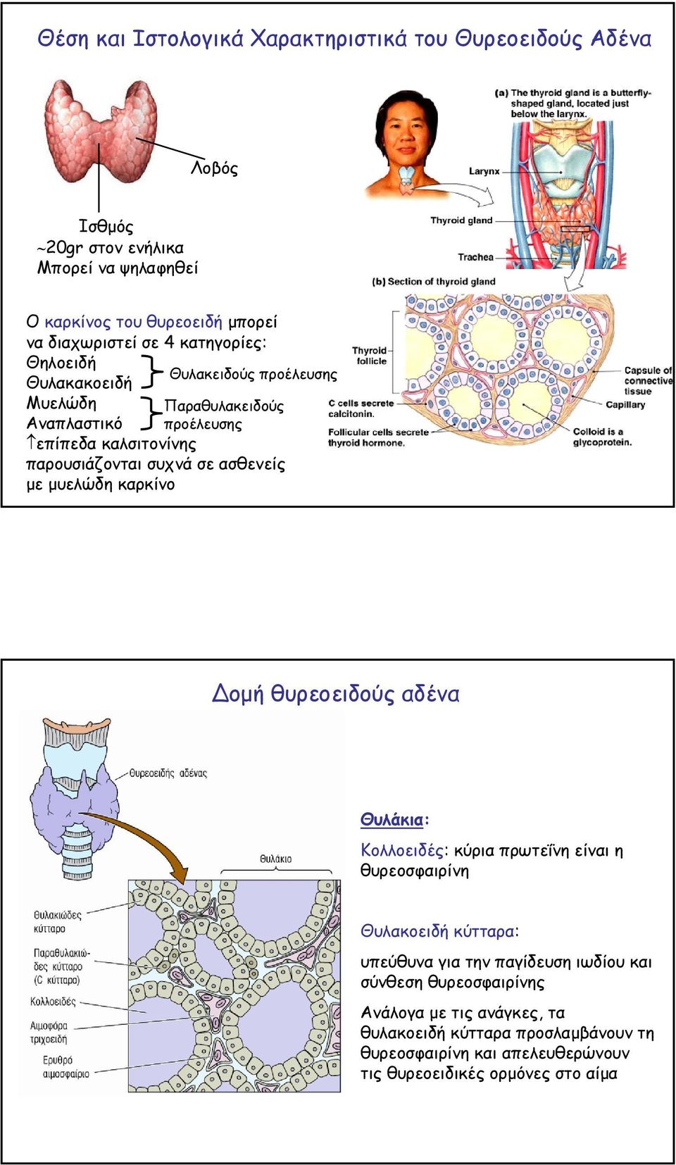 ασθενείς µε µυελώδη καρκίνο οµή θυρεοειδούς αδένα Θυλάκια: Κολλοειδές: κύρια πρωτεΐνη είναι η θυρεοσφαιρίνη Θυλακοειδή κύτταρα: υπεύθυνα για την παγίδευση