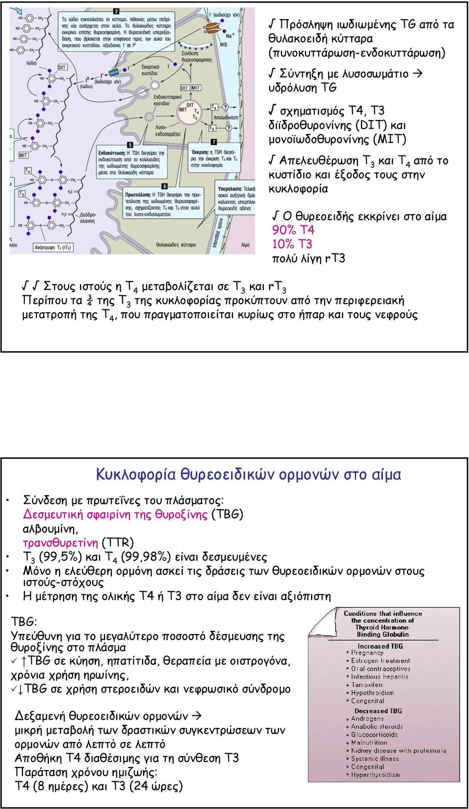 κυκλοφορίας προκύπτουν από την περιφερειακή µετατροπή της Τ 4, που πραγµατοποιείται κυρίως στο ήπαρ και τους νεφρούς Κυκλοφορία θυρεοειδικών ορµονών στο αίµα Σύνδεση µε πρωτεΐνες του πλάσµατος: