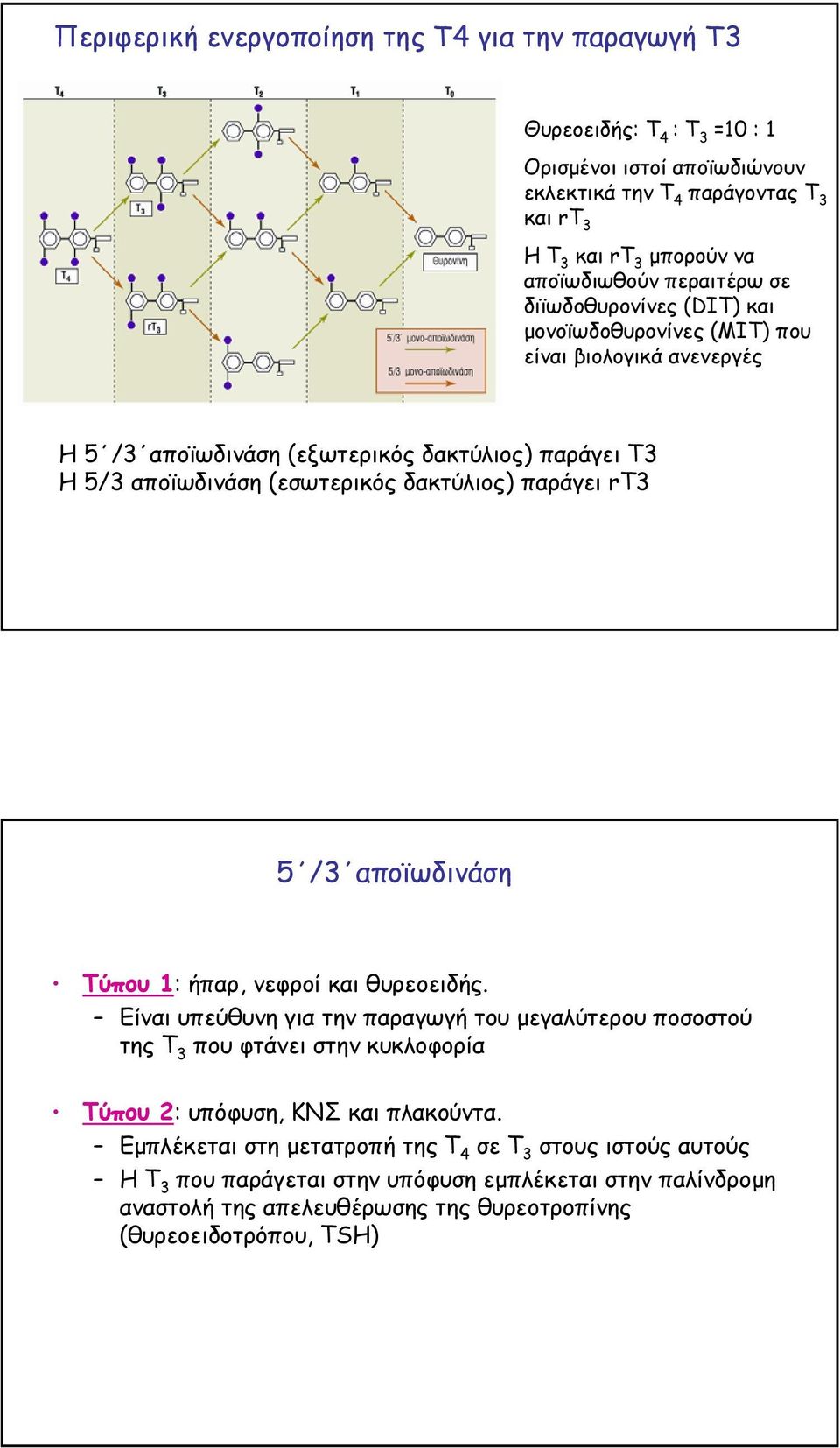 παράγει rt3 5 /3 αποϊωδινάση Τύπου 1: ήπαρ, νεφροί και θυρεοειδής.