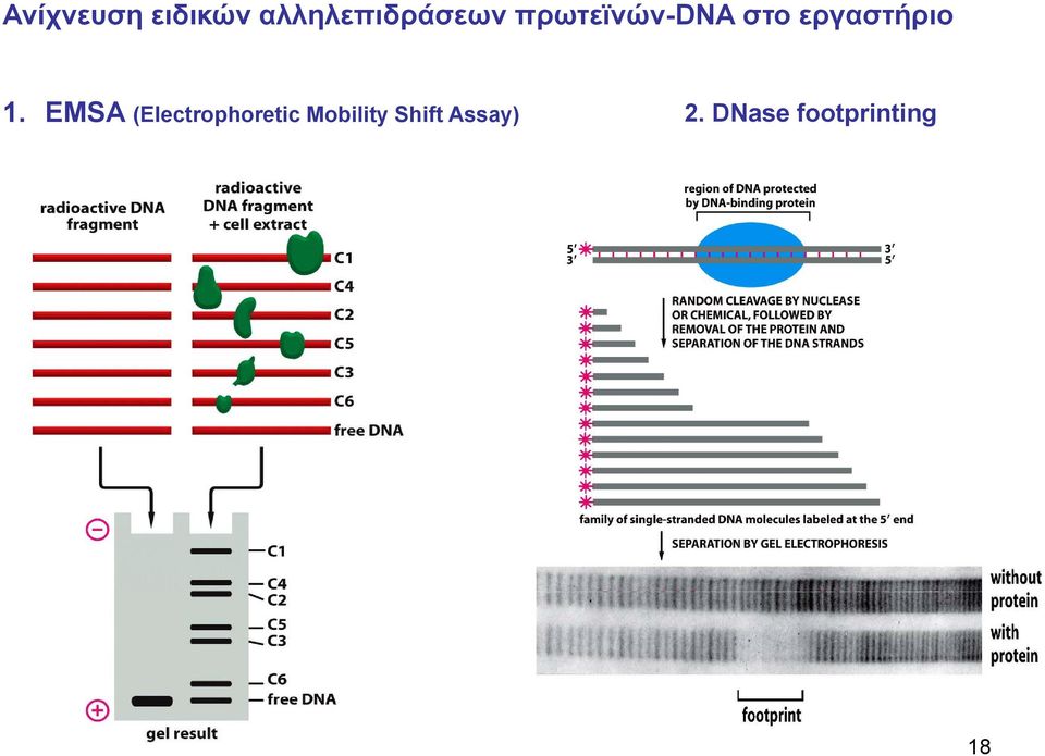 EMSA (Electrophoretic Mobility