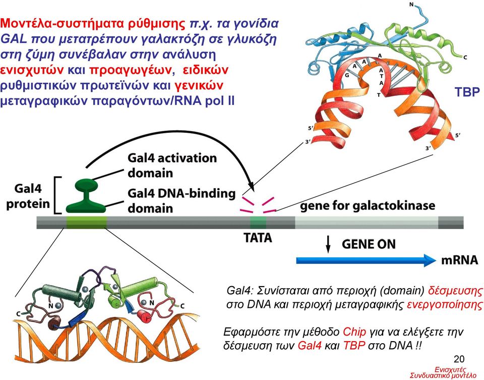 προαγωγέων, ειδικών ρυθμιστικών πρωτεϊνών και γενικών μεταγραφικών παραγόντων/rna pol II ΤΒΡ Gal4: