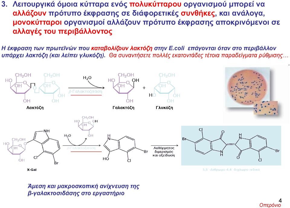 πρωτεϊνών που καταβολίζουν λακτόζη στην E.coli επάγονται όταν στο περιβάλλον υπάρχει λακτόζη (και λείπει γλυκόζη).