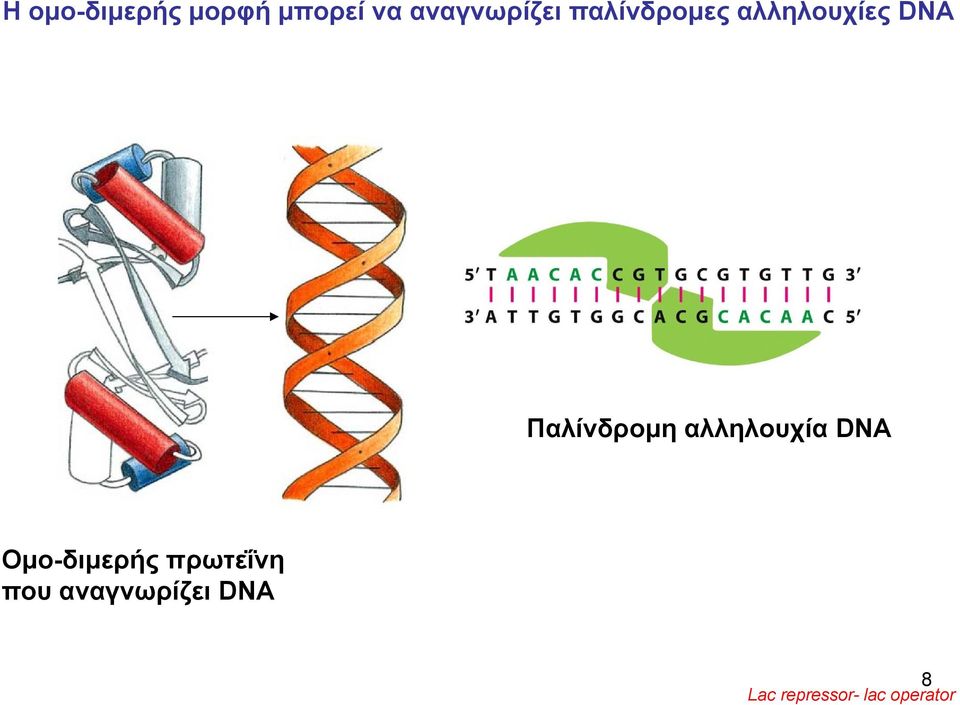 αλληλουχία DNA Oμο-διμερής πρωτεΐνη που