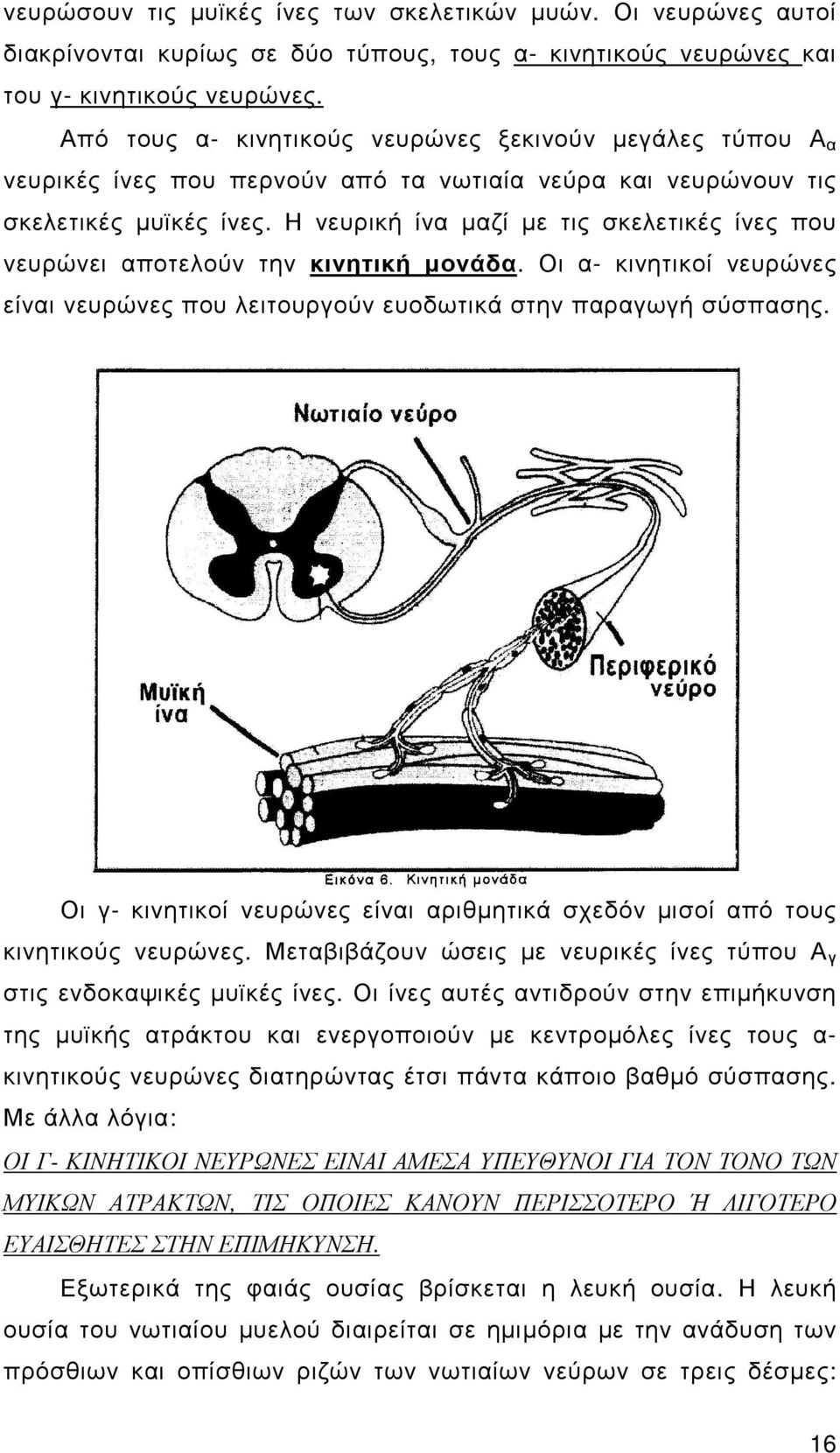 Η νευρική ίνα µαζί µε τις σκελετικές ίνες που νευρώνει αποτελούν την κινητική µονάδα. Οι α- κινητικοί νευρώνες είναι νευρώνες που λειτουργούν ευοδωτικά στην παραγωγή σύσπασης.