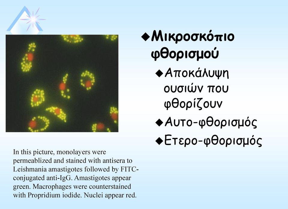 Amastigotes appear green.