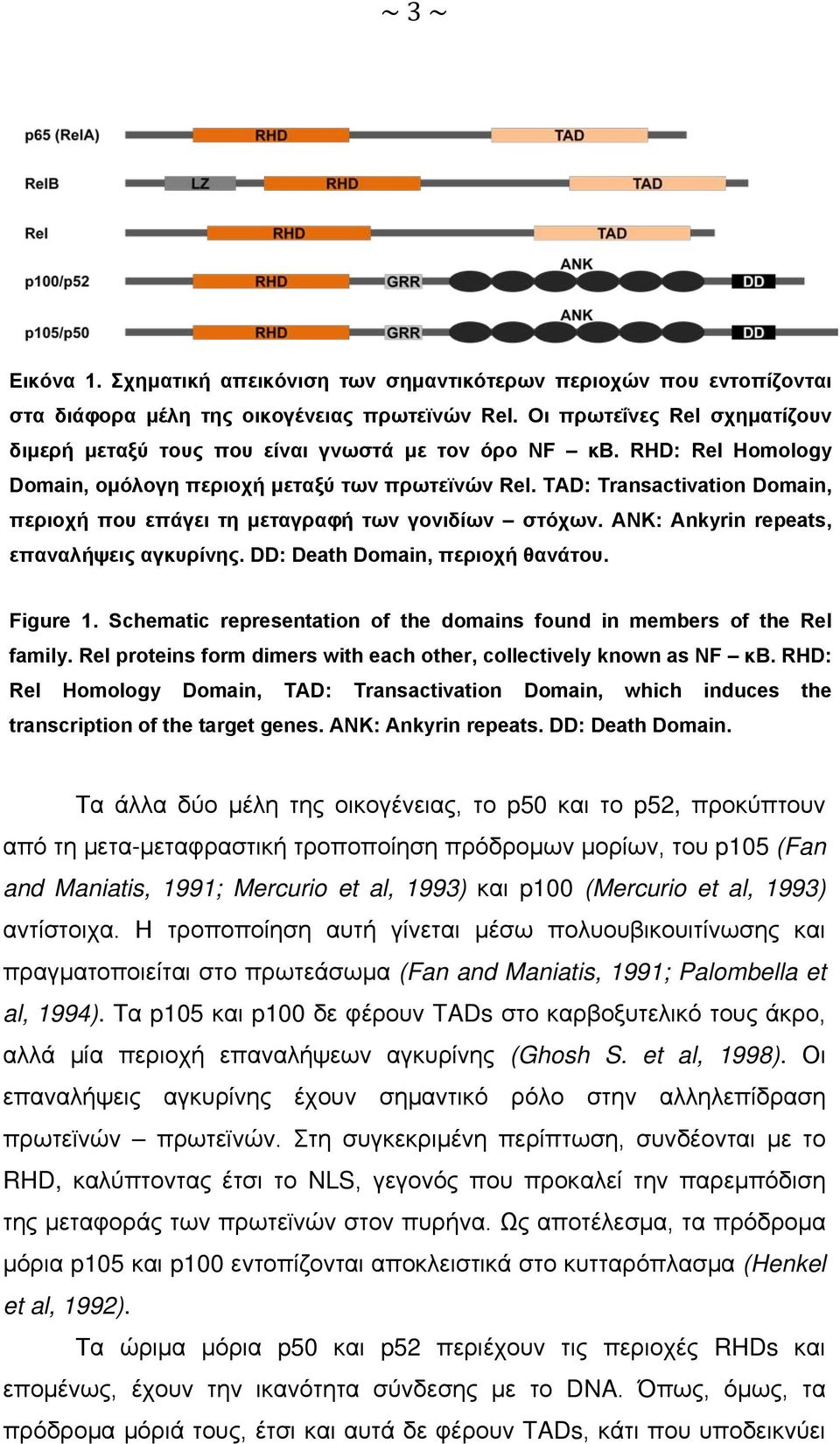 TAD: Transactivation Domain, περιοχή που επάγει τη μεταγραφή των γονιδίων στόχων. ANK: Ankyrin repeats, επαναλήψεις αγκυρίνης. DD: Death Domain, περιοχή θανάτου. Figure 1.