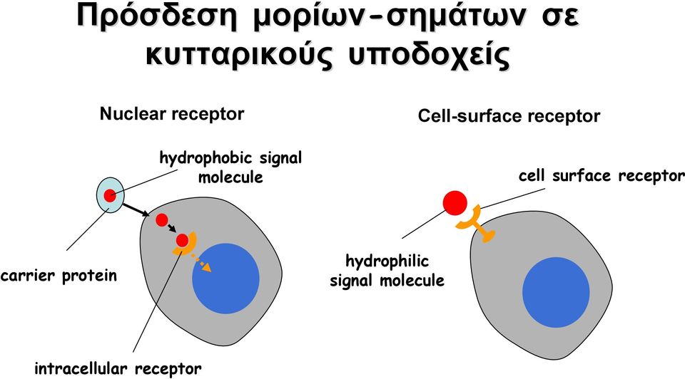 Cell-surface receptor cell surface receptor