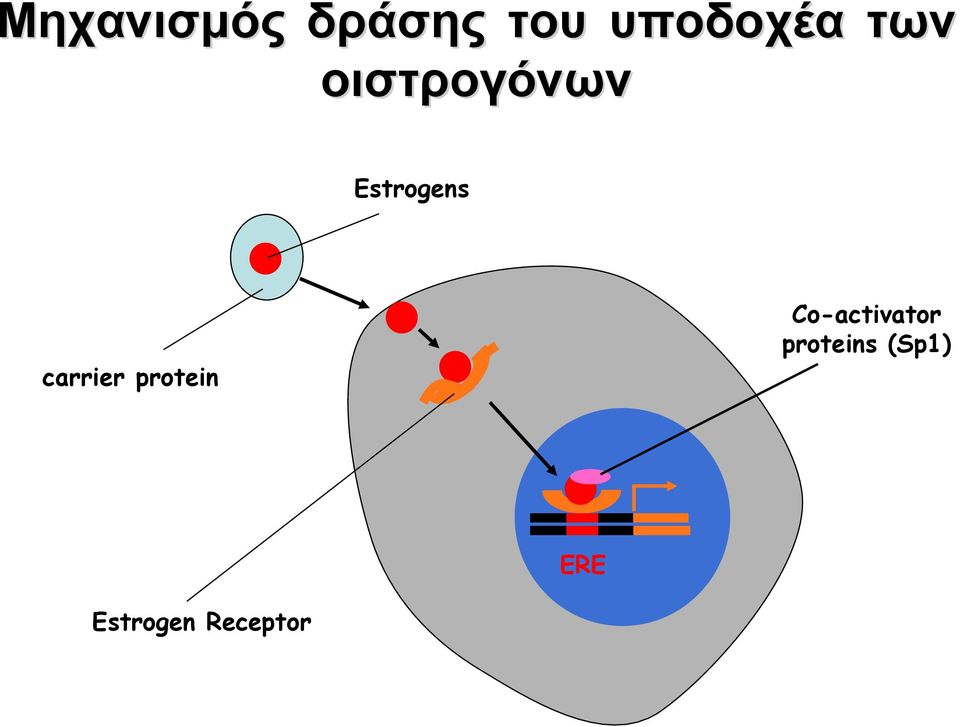 carrier protein Co-activator