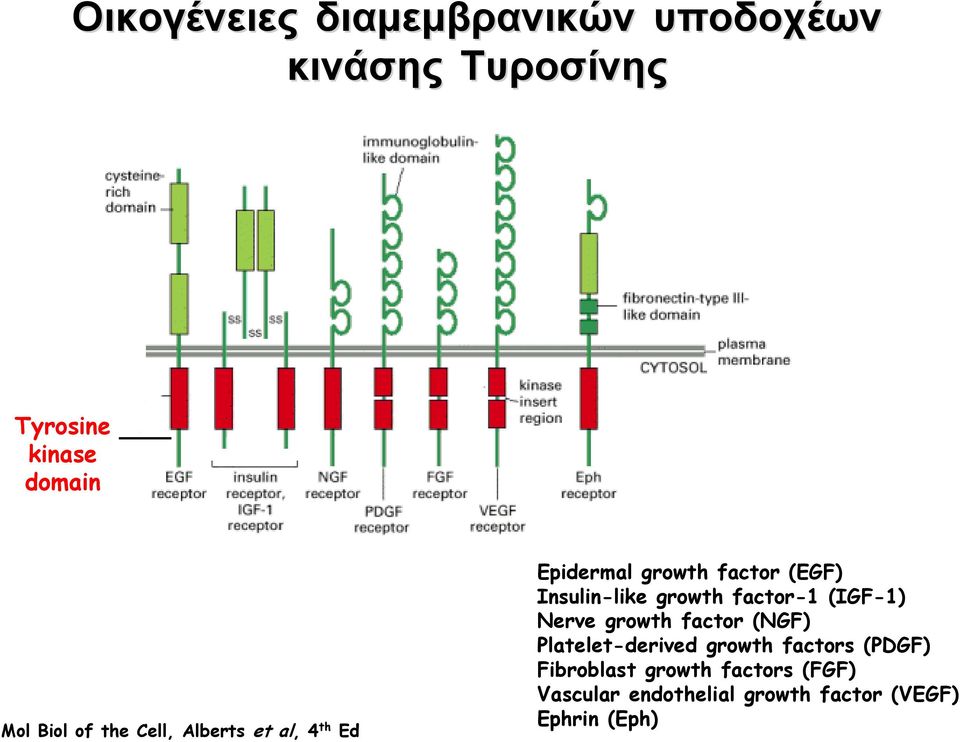 growth factor-1 (IGF-1) Nerve growth factor (NGF) latelet-derived growth factors