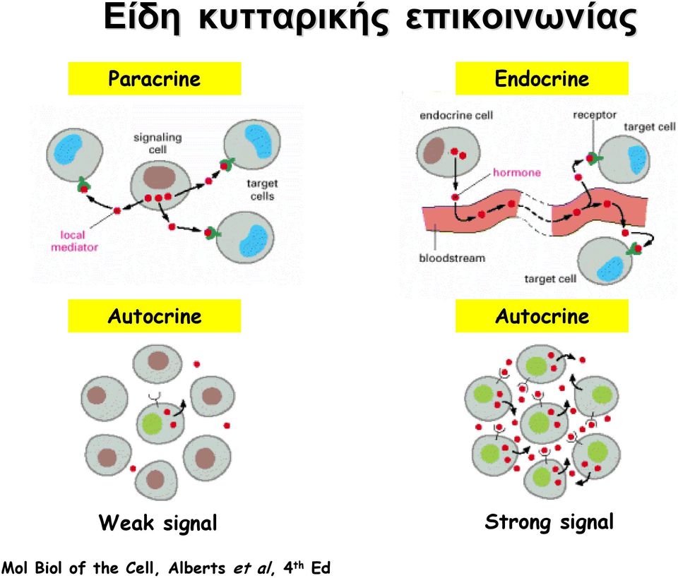 Autocrine Weak signal Strong