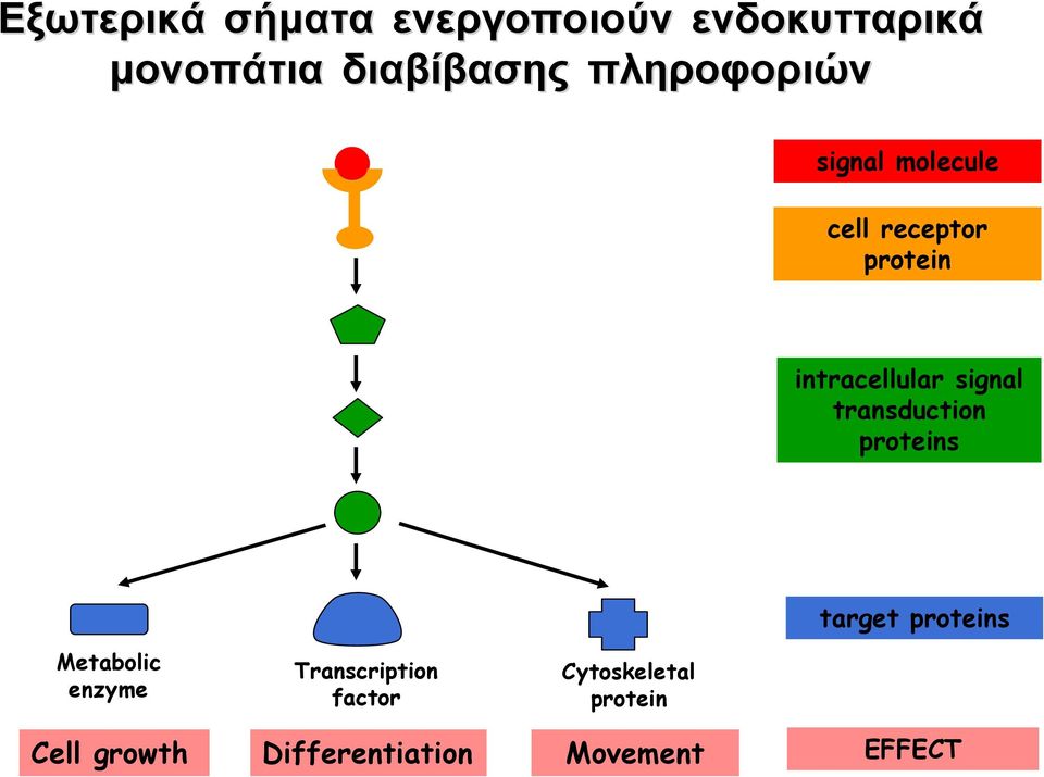 signal transduction proteins target proteins Metabolic enzyme