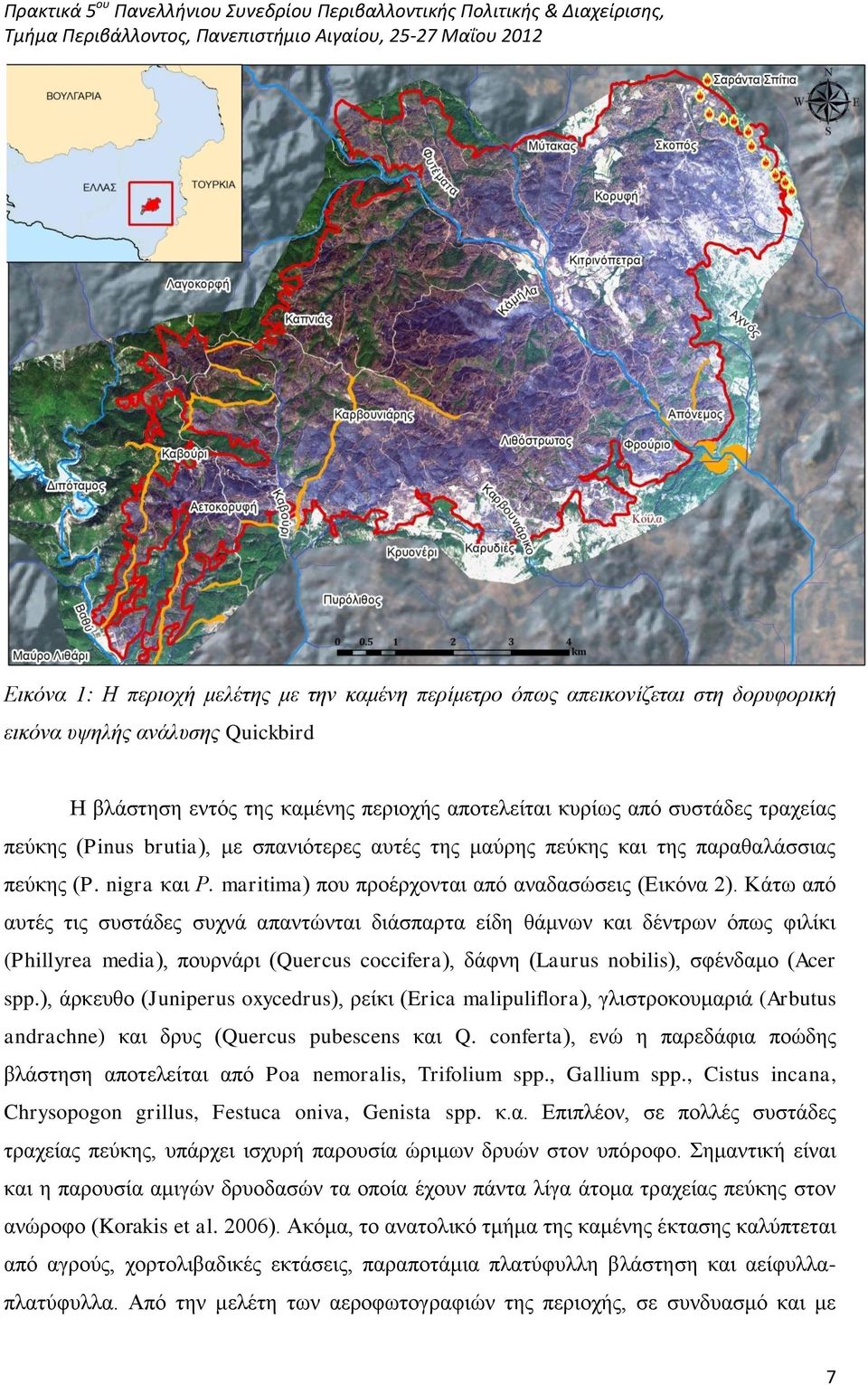 Κάτω από αυτές τις συστάδες συχνά απαντώνται διάσπαρτα είδη θάμνων και δέντρων όπως φιλίκι (Phillyrea media), πουρνάρι (Quercus coccifera), δάφνη (Laurus nobilis), σφένδαμο (Acer spp.