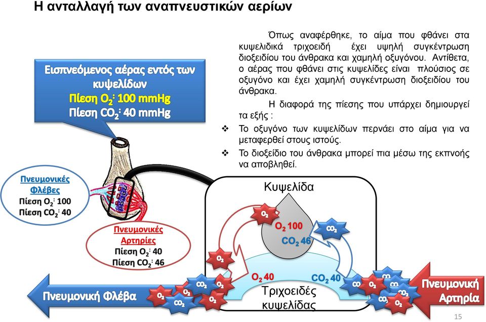 Αντίθετα, ο αέρας που φθάνει στις κυψελίδες είναι πλούσιος σε οξυγόνο και έχει χαμηλή συγκέντρωση διοξειδίου του άνθρακα.