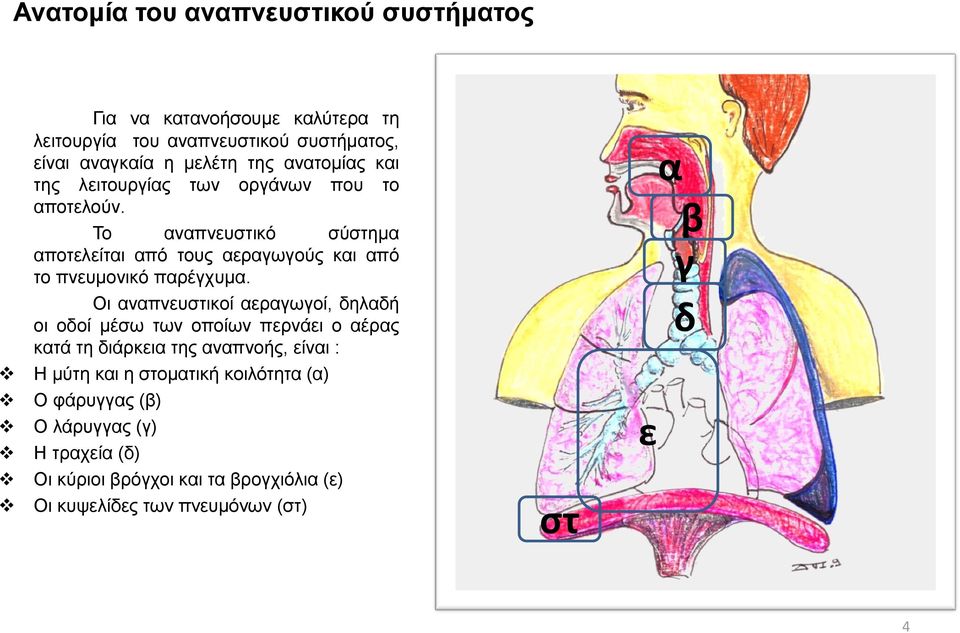 Το αναπνευστικό σύστημα αποτελείται από τους αεραγωγούς και από το πνευμονικό παρέγχυμα.