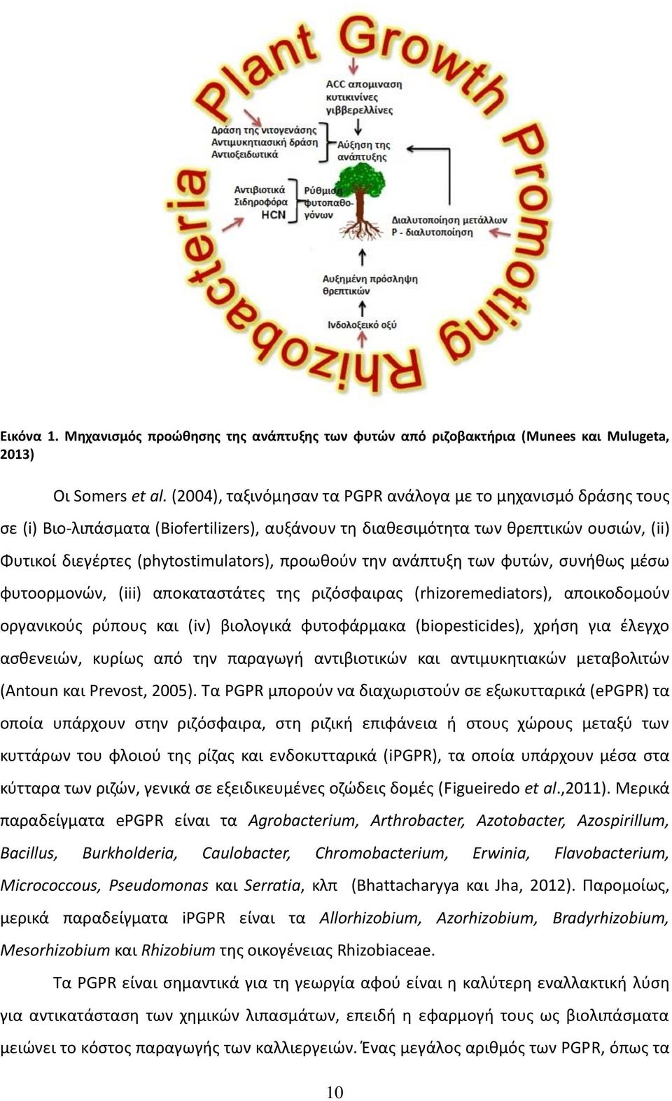 προωθούν την ανάπτυξη των φυτών, συνήθως μέσω φυτοορμονών, (iii) αποκαταστάτες της ριζόσφαιρας (rhizoremediators), αποικοδομούν οργανικούς ρύπους και (iv) βιολογικά φυτοφάρμακα (biopesticides), χρήση