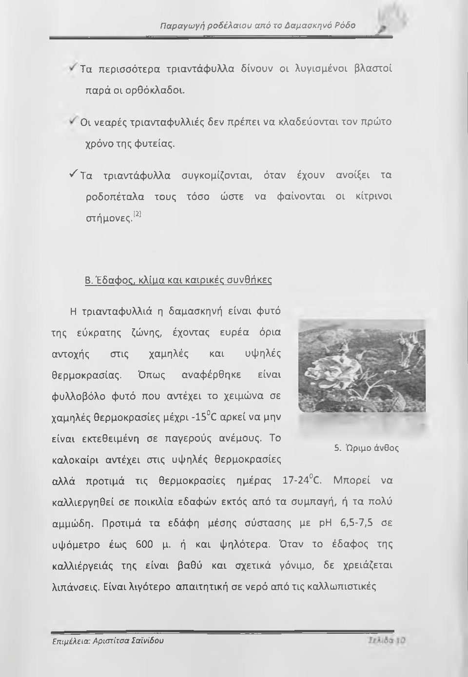 Έδαφος, κλίυα και καιρικές συνθήκες Η τριανταφυλλιά η δαμασκηνή είναι φυτό της εύκρατης ζώνης, έχοντας ευρέα όρια αντοχής στις χαμηλές και υψηλές θερμοκρασίας.