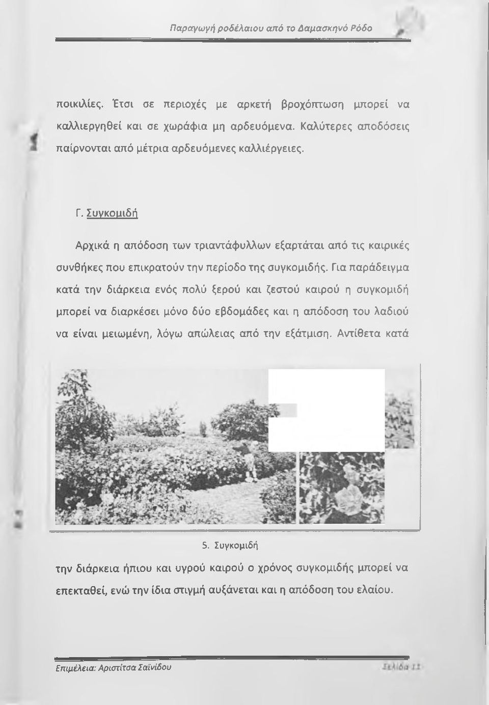 Για παράδειγμα κατά την διάρκεια ενός πολύ ξερού και ζεστού καιρού η συγκομιδή μπορεί να διαρκέσει μόνο δύο εβδομάδες και η απόδοση του λαδιού να είναι μειωμένη, λόγω