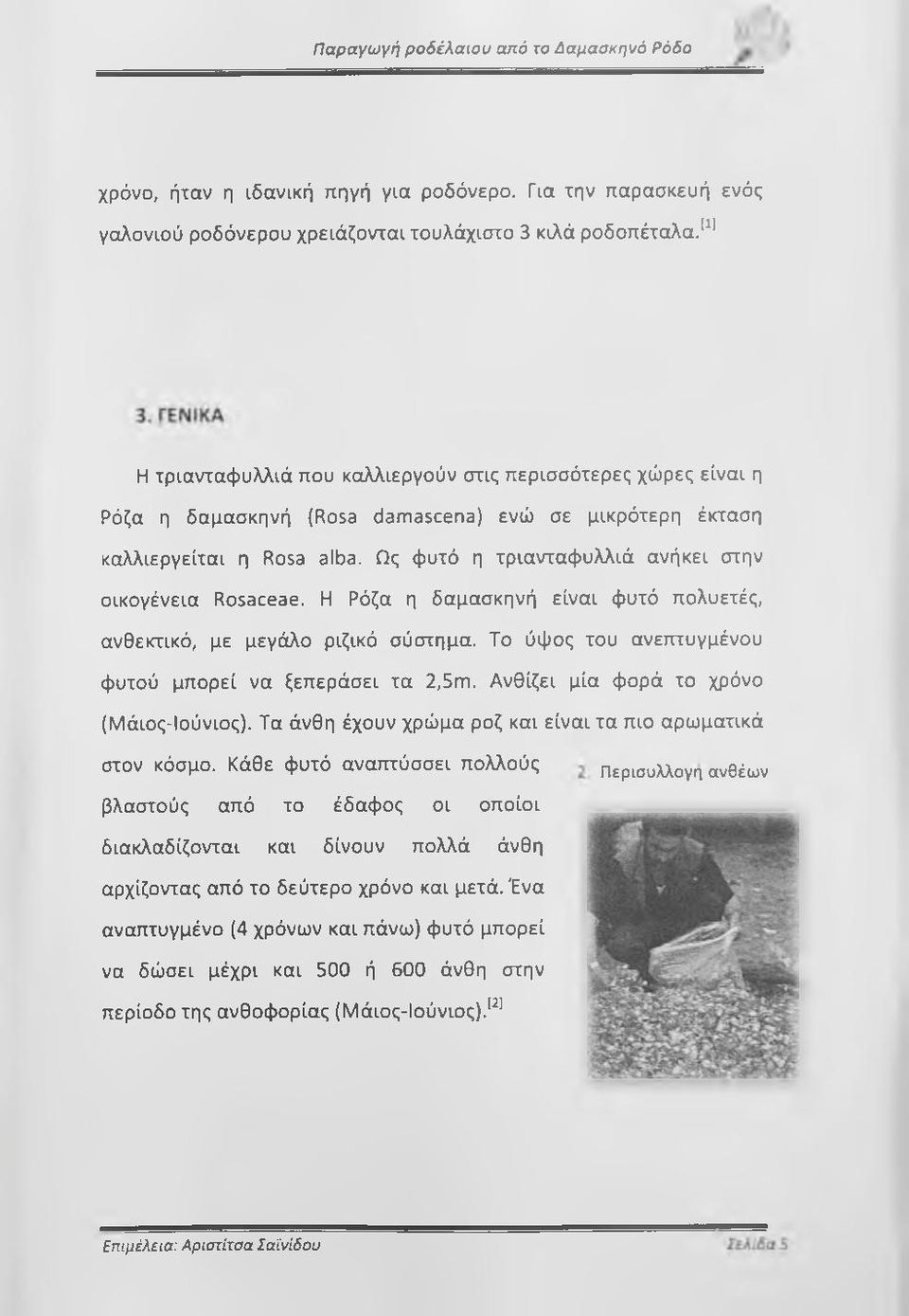 Ως φυτό η τριανταφυλλιά ανήκει στην οικογένεια Rosaceae. Η Ρόζα η δαμασκηνή είναι φυτό πολυετές, ανθεκτικό, με μεγάλο ριζικό σύστημα. Το ύψος του ανεπτυγμένου φυτού μπορεί να ξεπεράσει τα 2,5m.